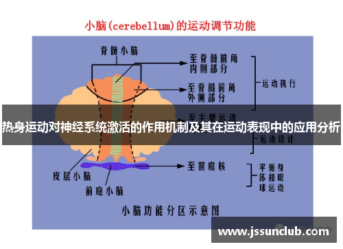 热身运动对神经系统激活的作用机制及其在运动表现中的应用分析